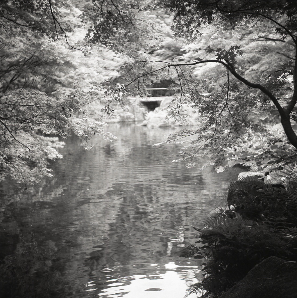 青もみじの風景