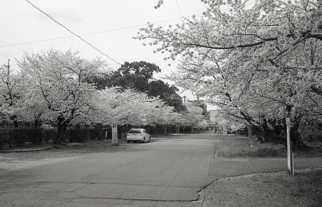 工場への桜みち