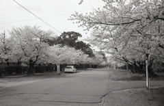 工場への桜みち