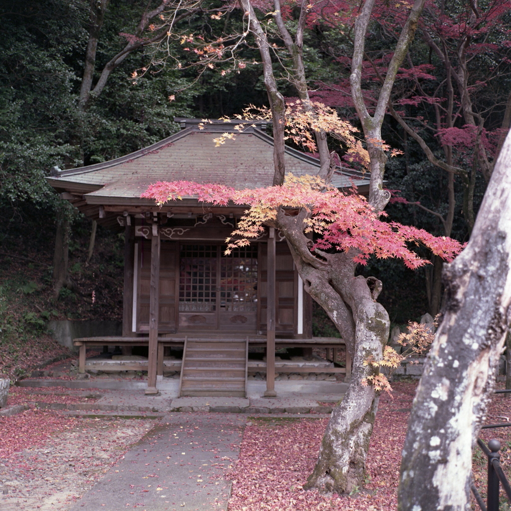 観音堂に差す紅葉