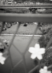 桜ベンチからの内津川風景