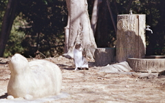 水飲み場の猫