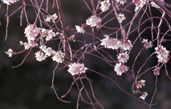 これは枝垂れ桜にも見えるんだね。 これは枝垂れ桜にも見えるんだね。