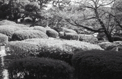 公園を下るツツジの庭　～東京モノクロ・最終章