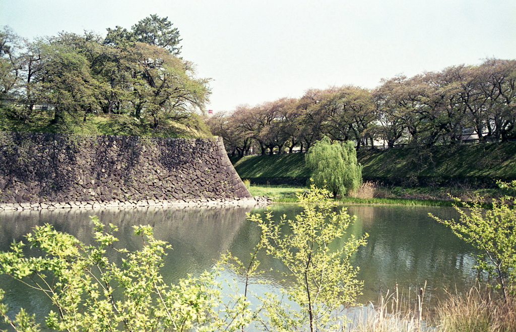 葉桜の風景