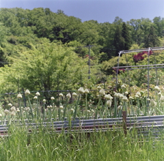 里山のネギ坊主