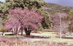 緑に赤い樹木