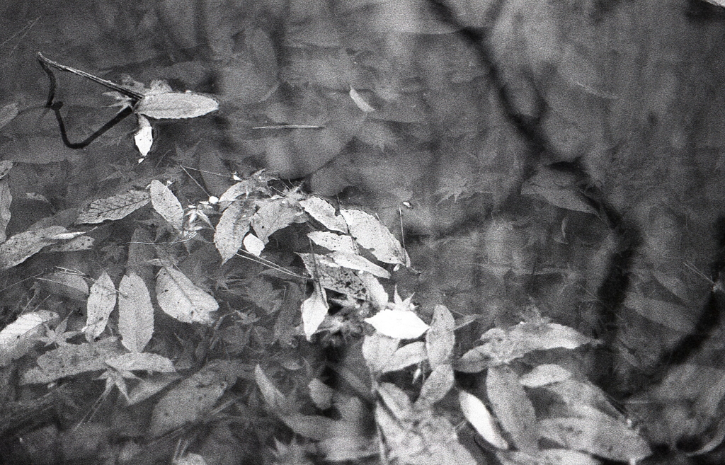 ＩＳＯ４００でのFoma RETROPAN320