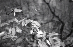 ＩＳＯ４００でのFoma RETROPAN320