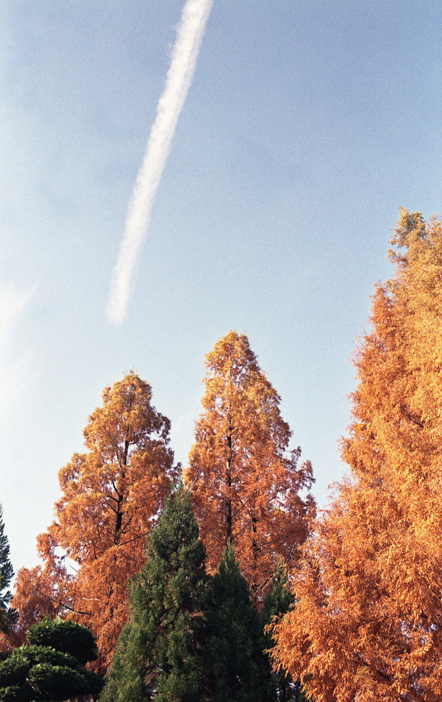 メタセコイアと飛行機雲