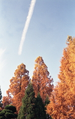 メタセコイアと飛行機雲