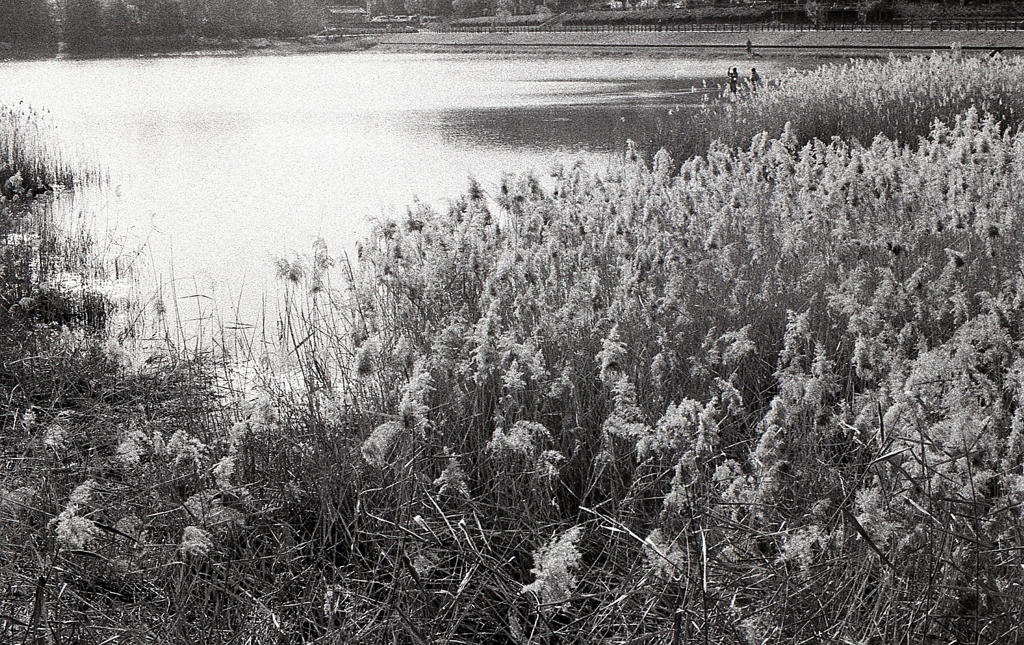 そしてまた…「葦の風景」