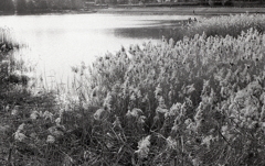 そしてまた…「葦の風景」