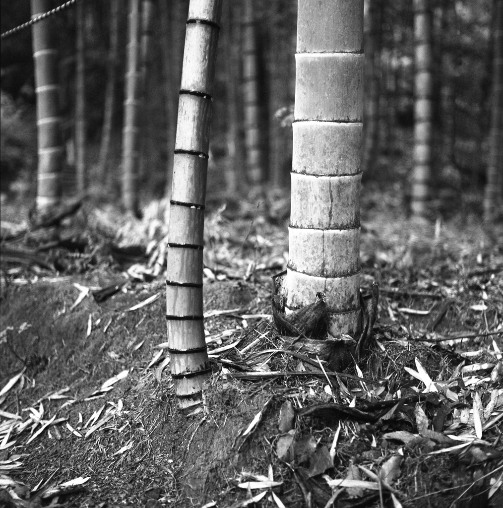 増殖そして繁栄