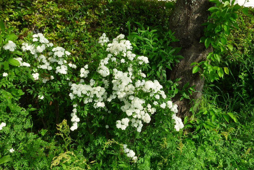 清楚な白い花…この花は私です。