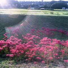 燦燦と朱が映える