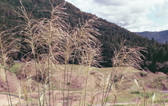 すすきなんだろうか…何気にワンショット。