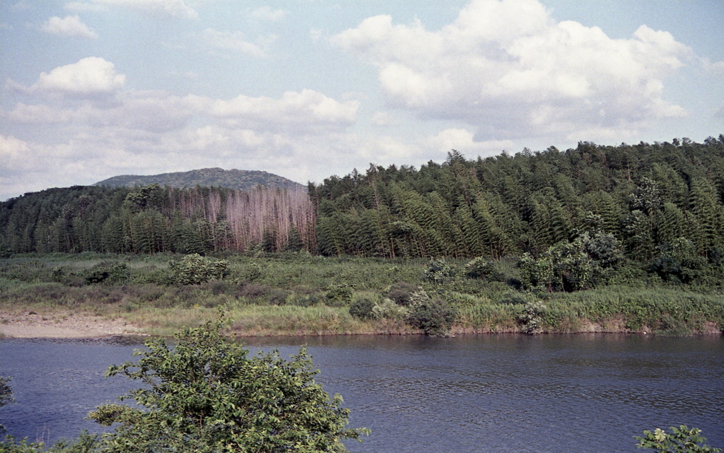 風そよぐ岸辺の竹林　～RETINETTE＆FUJI100