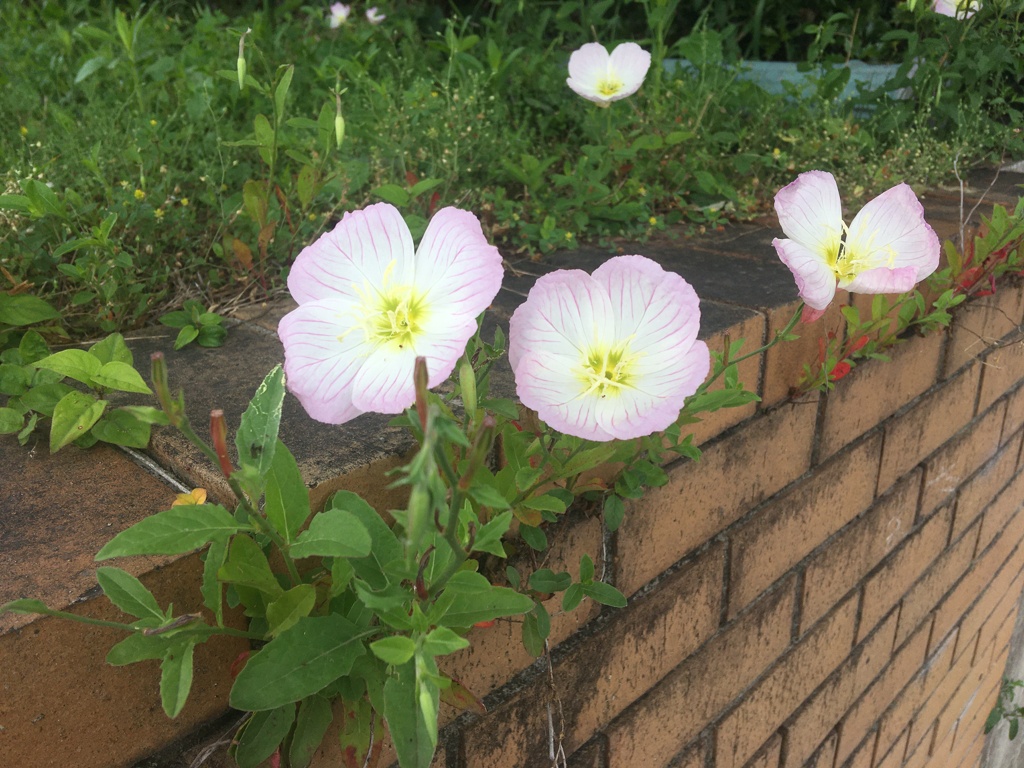 レンガに咲く昼咲月見草