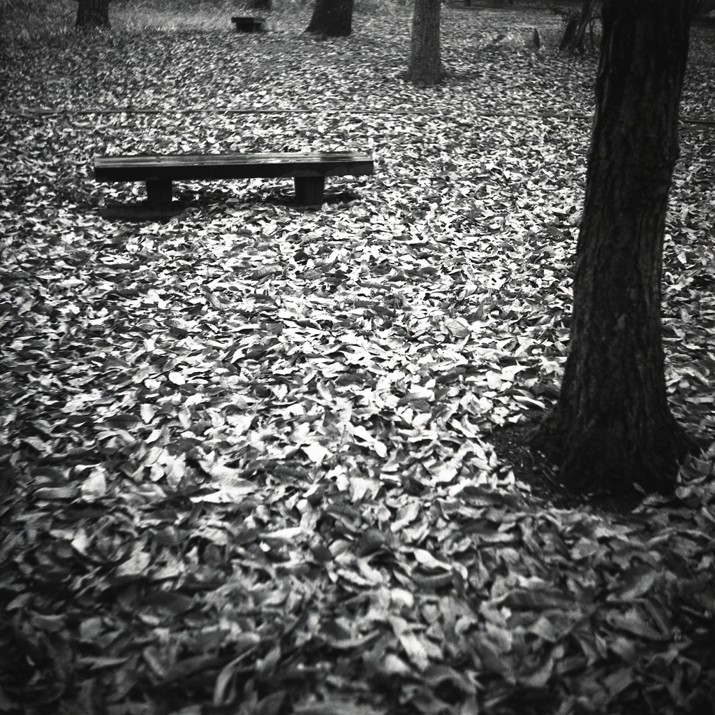 落ち葉のベンチ