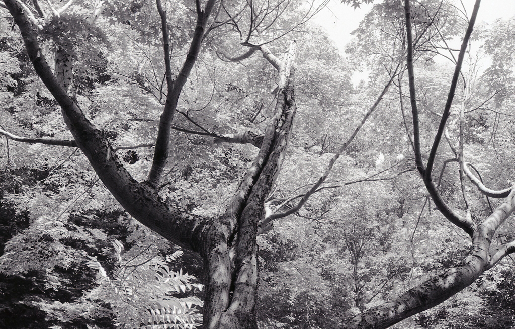 ６月のＡー１monochrome