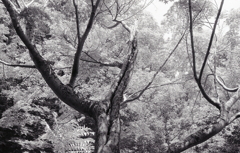 ６月のＡー１monochrome