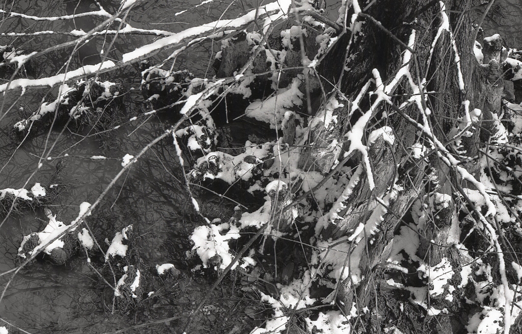 モノクロームな雪の植物園 　Ⅵ
