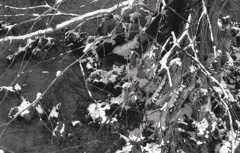 モノクロームな雪の植物園 　Ⅵ