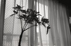 息子の母の日に