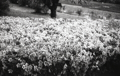 雨に打たれて輝くツツジかな？
