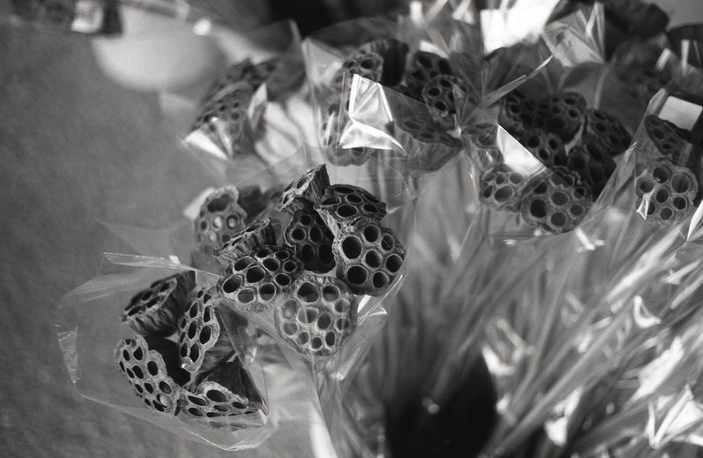 蓮の枯れ姿を見た。