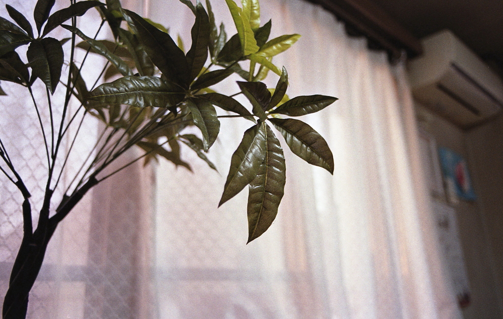 空気浄化の造花