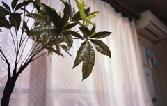 空気浄化の造花