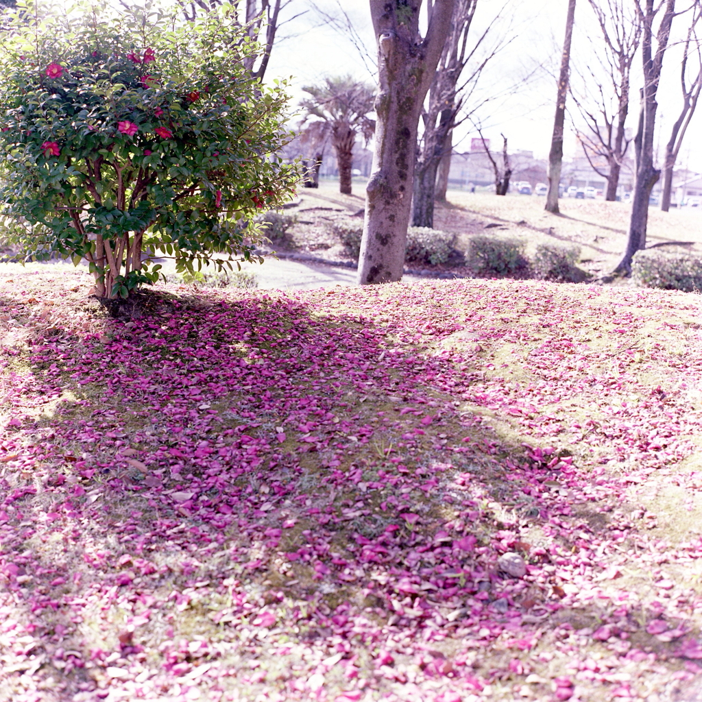 赤い落とし花