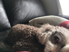 昼間はマリと話すんだ。