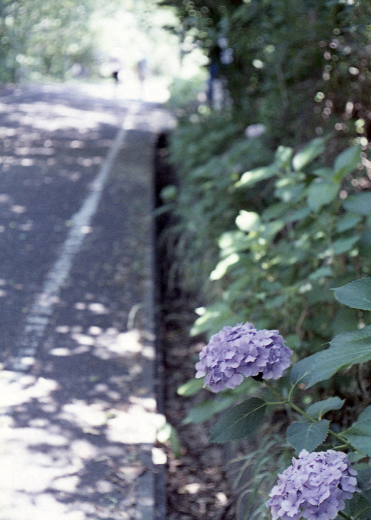 路傍の紫陽花