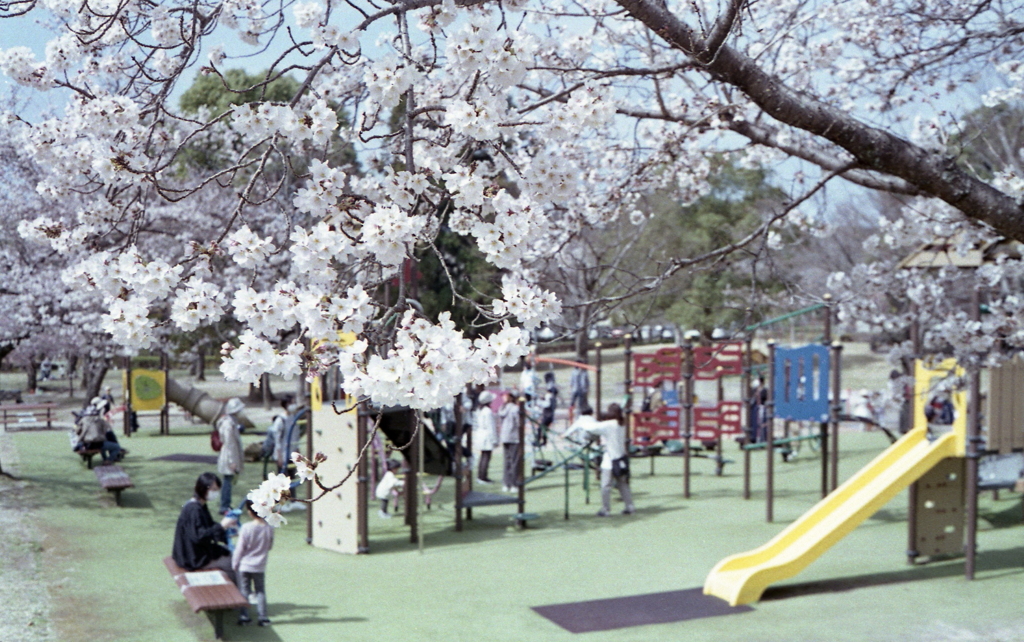 桜の下で遊ぶ子供達
