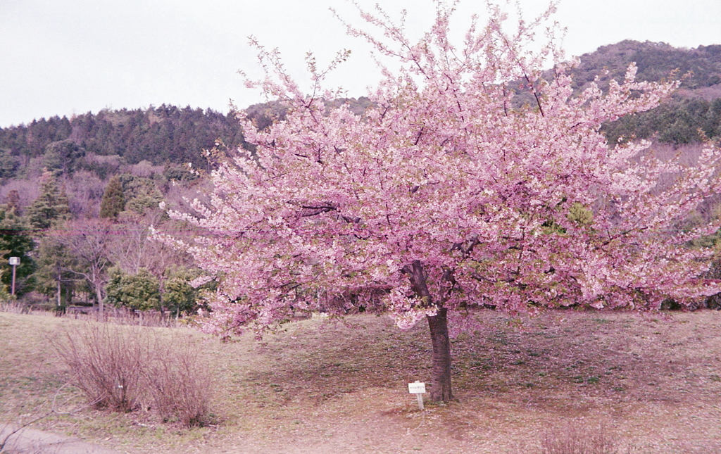 昨年の桜は…