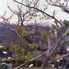 早咲きの桜か?梅か 早咲きの桜か?梅か
