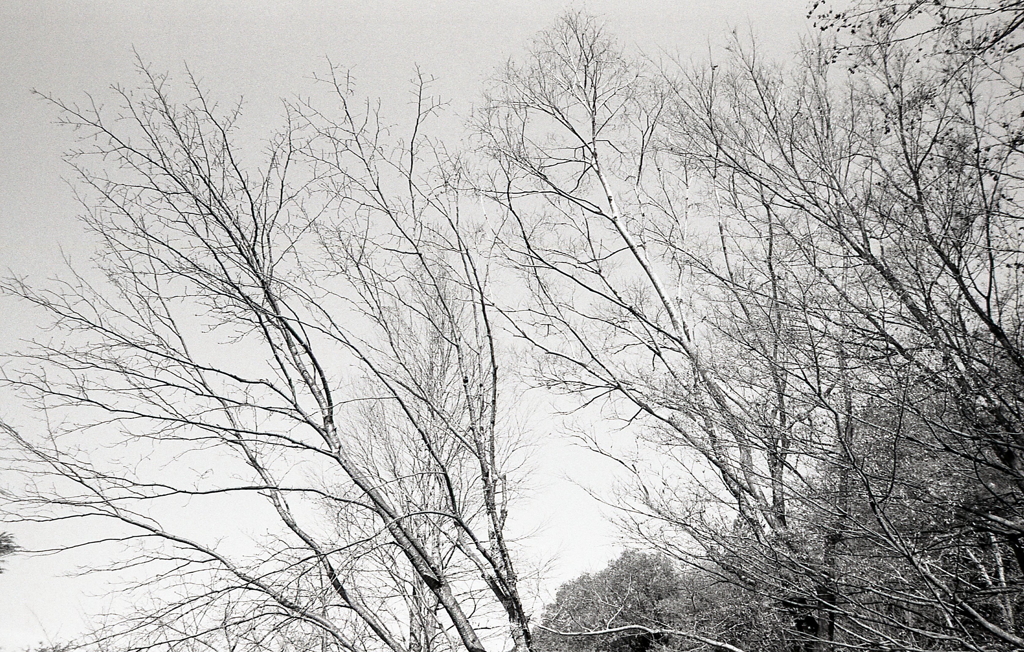 見上げれば冬の木々