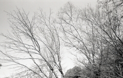 見上げれば冬の木々