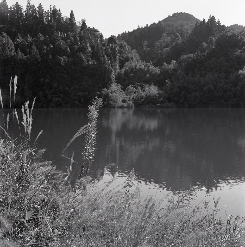 木曽川の水辺
