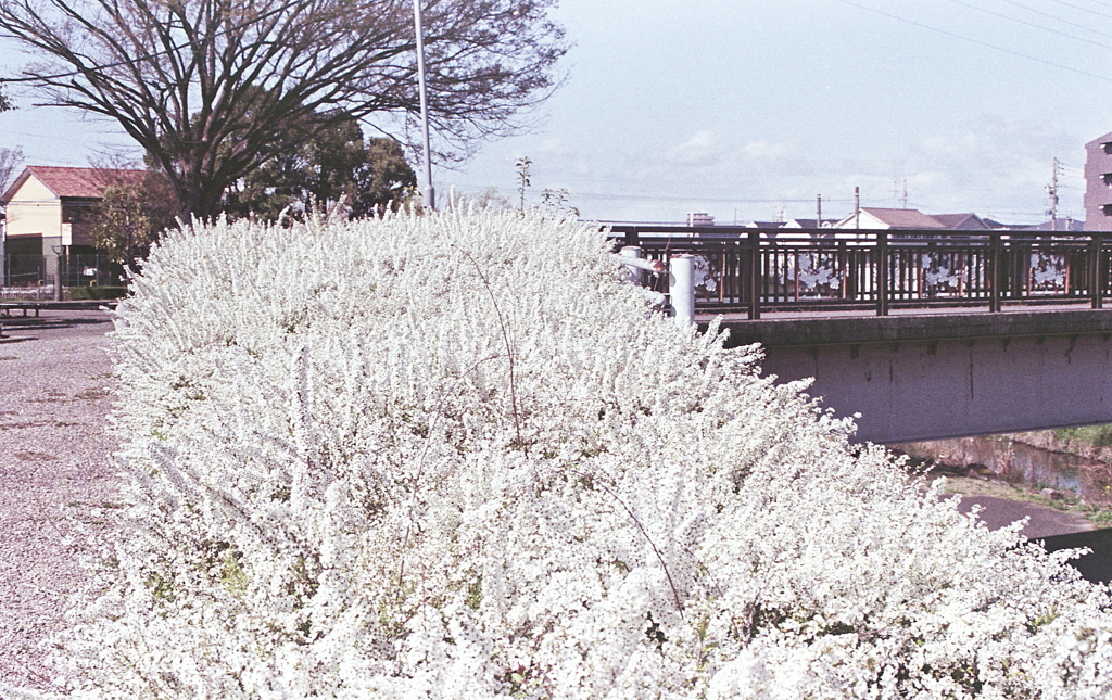 ユキヤナギの散歩道