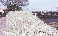 ユキヤナギの散歩道