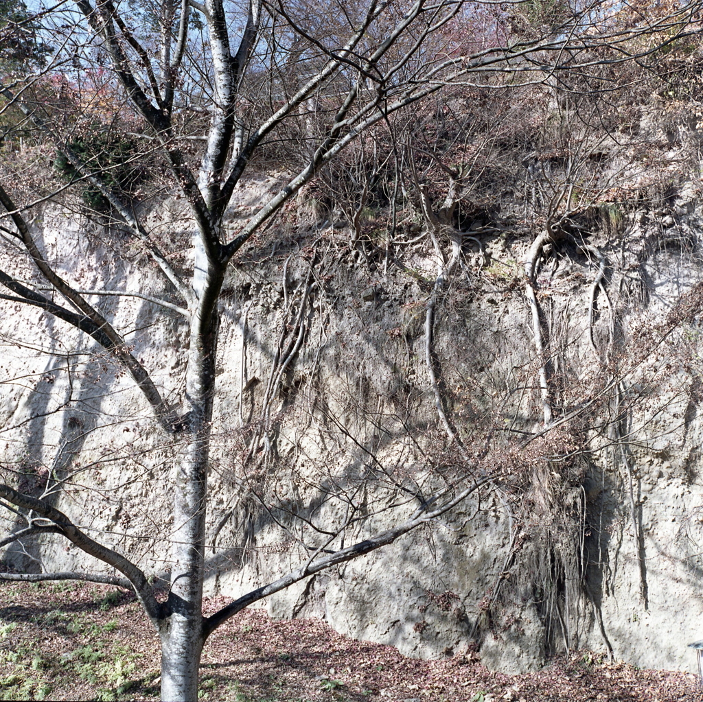 断層の写真