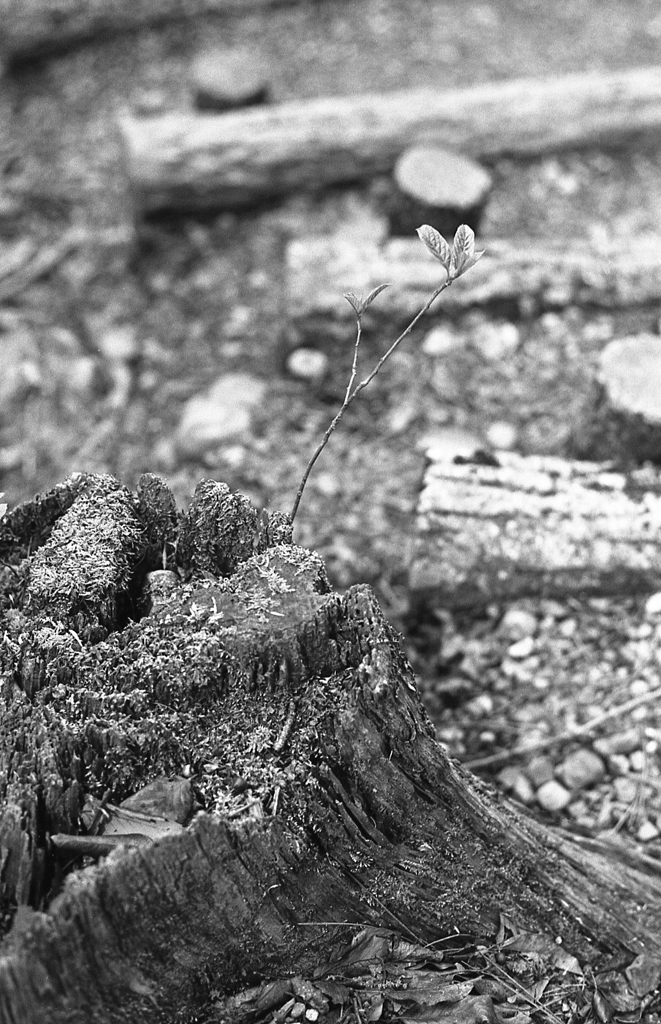 そして時には古木の新芽に目をやり…