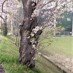 桜の樹肌だけは分かる気がします。(笑 桜の樹肌だけは分かる気がします。(笑