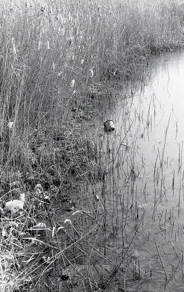 葦にバケツ（笑