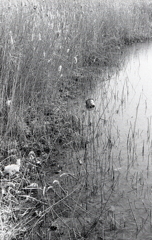 葦にバケツ（笑