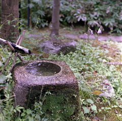 庭の蹲踞（つくばい）　～嚶鳴庵にて。